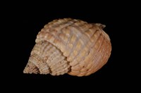 藏品(織紋螺)的圖片